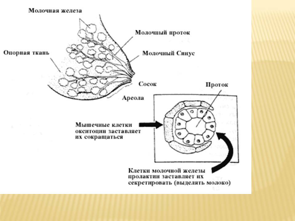 Грудное молоко как вода