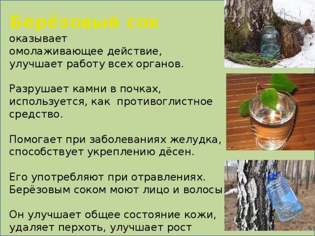 Березовый сок: польза и вред, как собирать, рецепты
