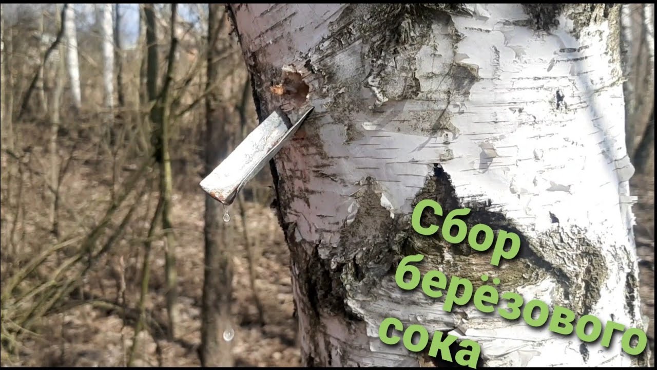 Берёзовый сок, польза и вред, сколько можно пить в день | life-kiss
