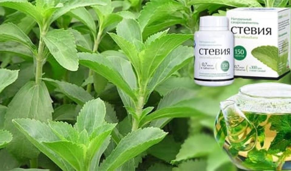 Стевия — что это? польза и вред, противопоказания и побочные эффекты