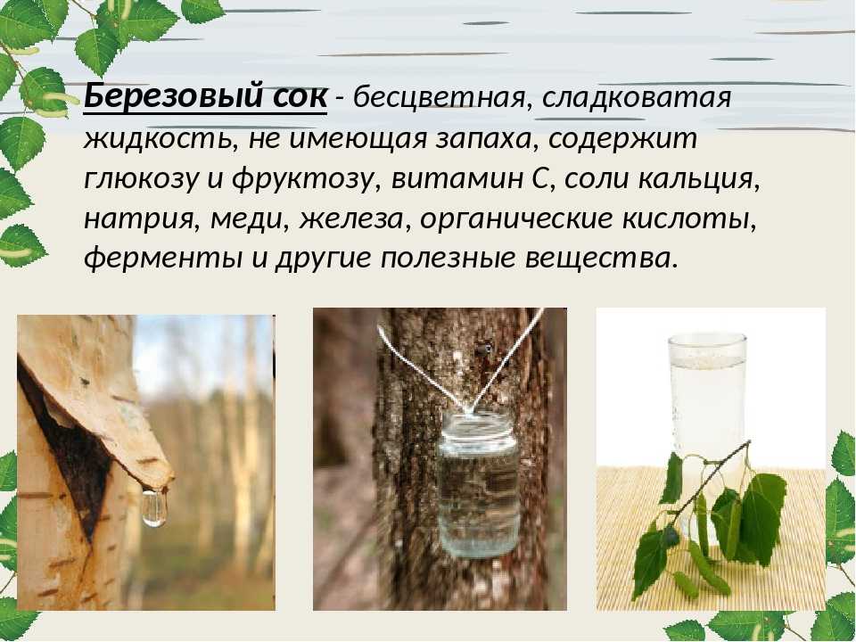 Березовый сок при беременности: польза и вред, способы использования - spuzom.com